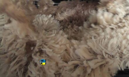 Mercado lanero australiano cortó la racha de aumentos