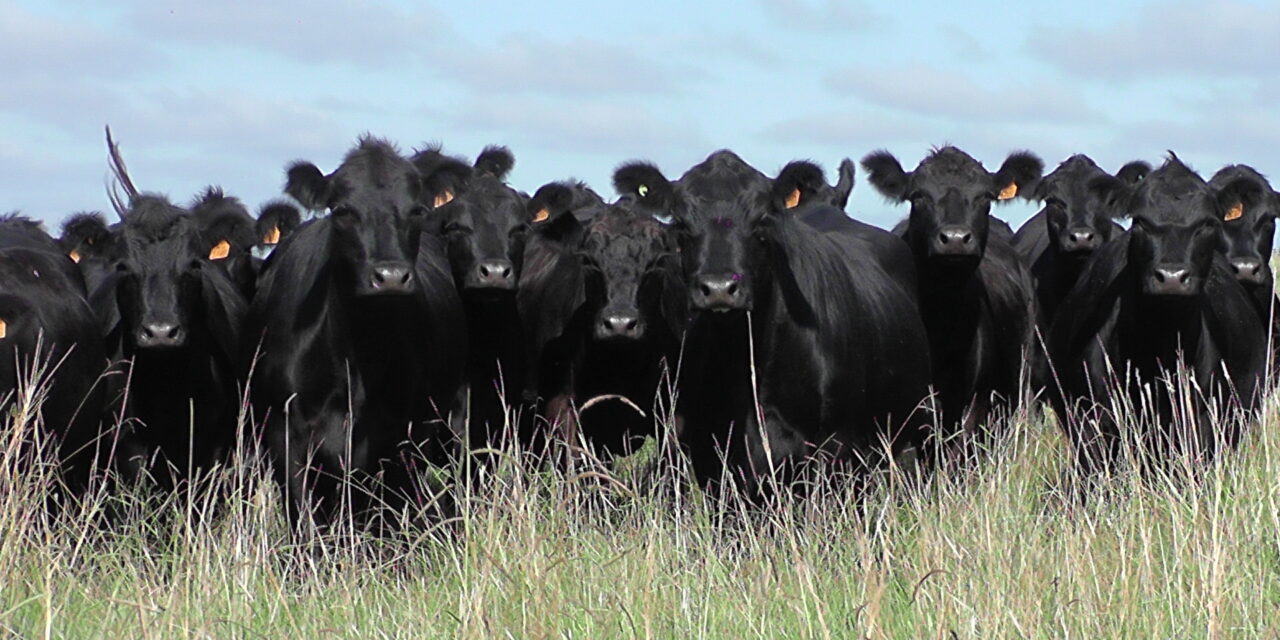 Crece faena de novillos diente de leche