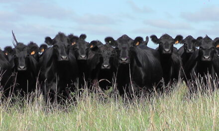 Crece faena de novillos diente de leche