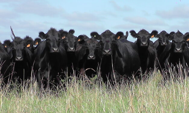 Crece faena de novillos diente de leche