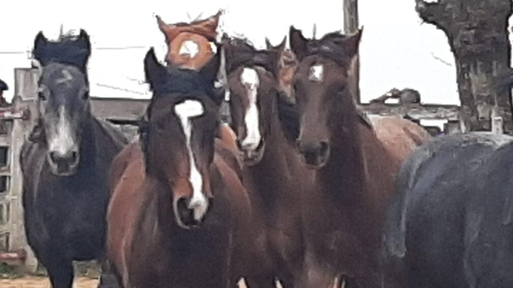 imagen de caballos, El precio del yeguarizo en el mes de febrero de 2026 fue de $55.80 por kilo