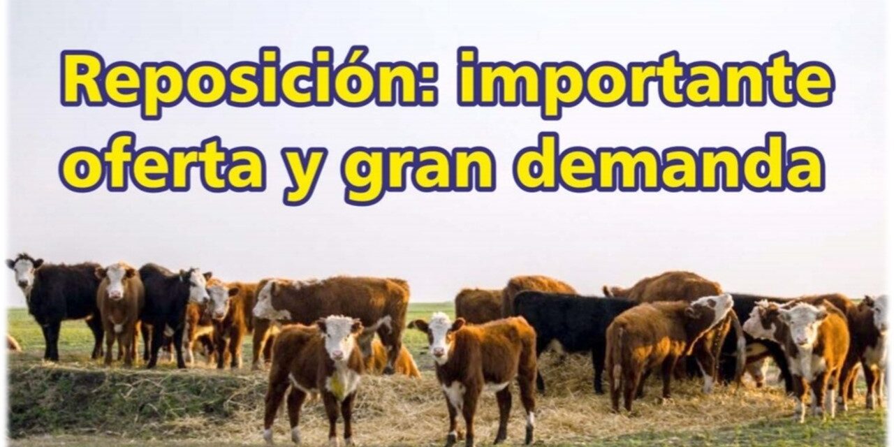Palenque Rural: la reposición con importante oferta