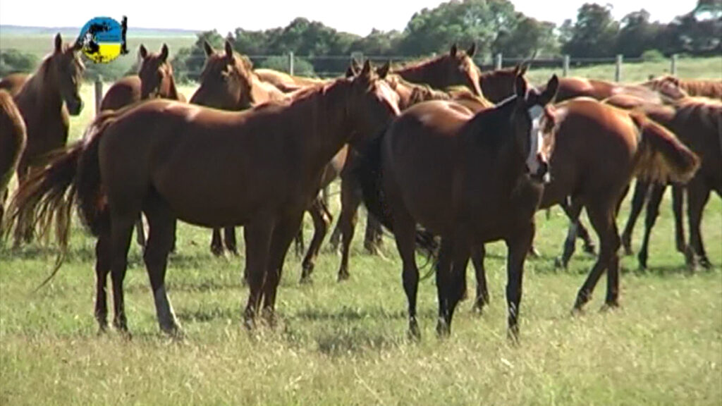 IMAGEN DE CABALLOS EN EL CAMPO, El valor del yeguarizo en el mes de marzo fue de $58 por kilo