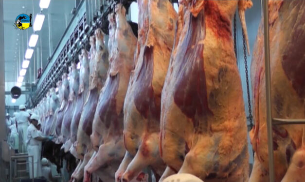 Faena bovina fue de 28.945 cabezas