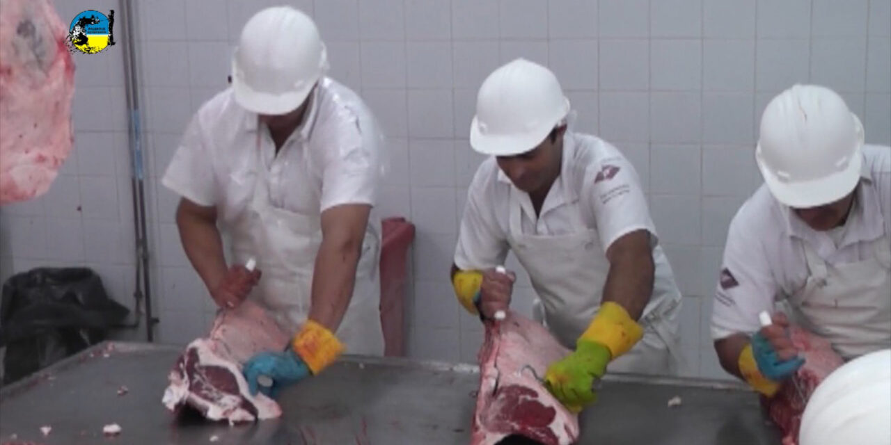 Faena bovina fue de 22.709 cabezas