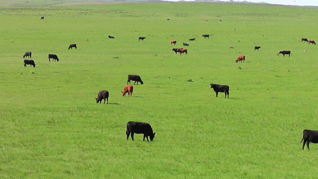 IMAGEN DE GANADO EN EL CAMPO, Pantalla Uruguay colocó el 97.63% de la oferta en el remate 312º
