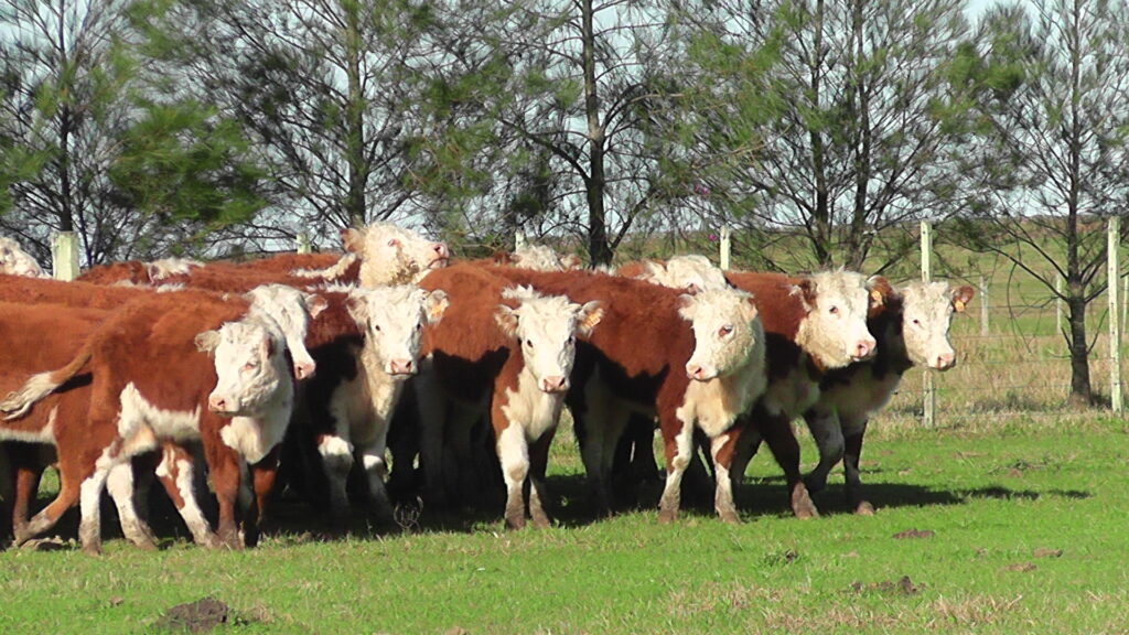 IMAGEN DE TERNERAS HEREFORD, En el 6º remate "Select" de Pantalla Uruguay se vendió el 100% de los 5.553 terneros y terneras