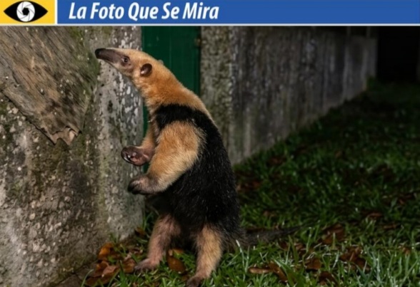 imagen de Oso hormiguero que merodea desde hace tiempo por la zona de Arbolito; ahora ya se arrima a las casas.