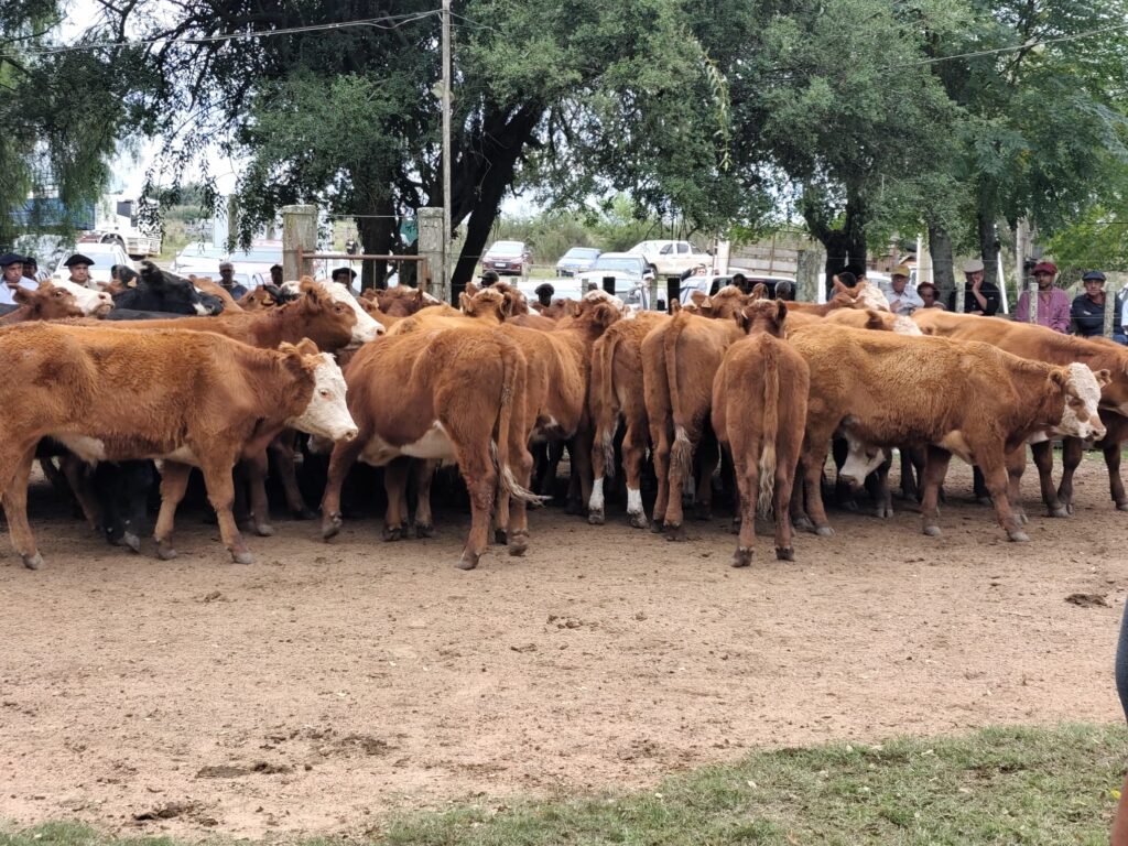 imagen de novillos en la pista de feria, Otra grande en Paso Casildo y van…