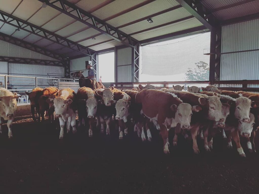 imagen de ganado en la pista de Vichadero: Promedio de U$S 826 para más de 1.200 vacunos.
