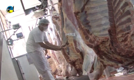Faena bovina fue de 41.710 cabezas