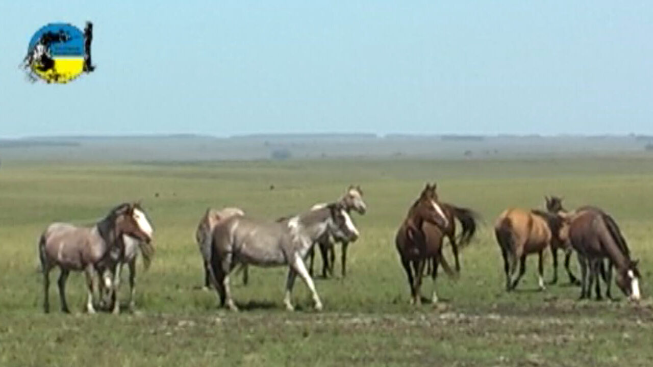 imagen de caballos, El precio del equino en el mes de abril fue de $57.80 por kilo