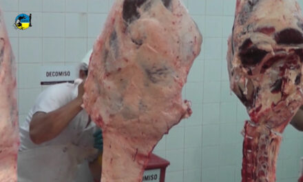 Faena bovina fue de 33.738 cabezas