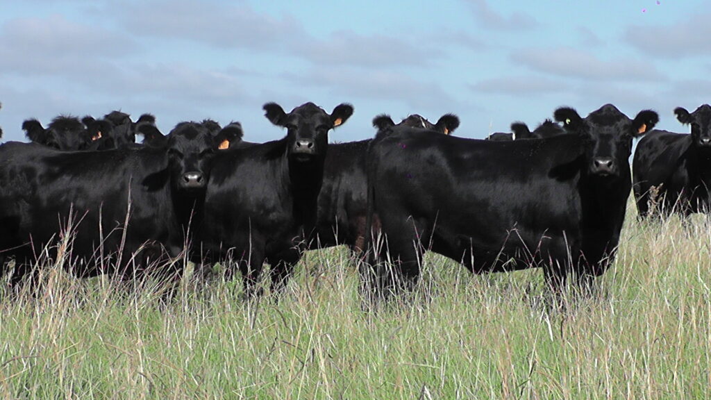 imagen de ganado en el campo, Plaza Rural vendió 18.332 vacunos en el remate 322º