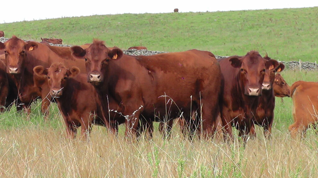 imagen de ganado en el campo, Pantalla Uruguay colocó el 92.35% de la oferta, vendió 5.383 vacunos en el remate 314º