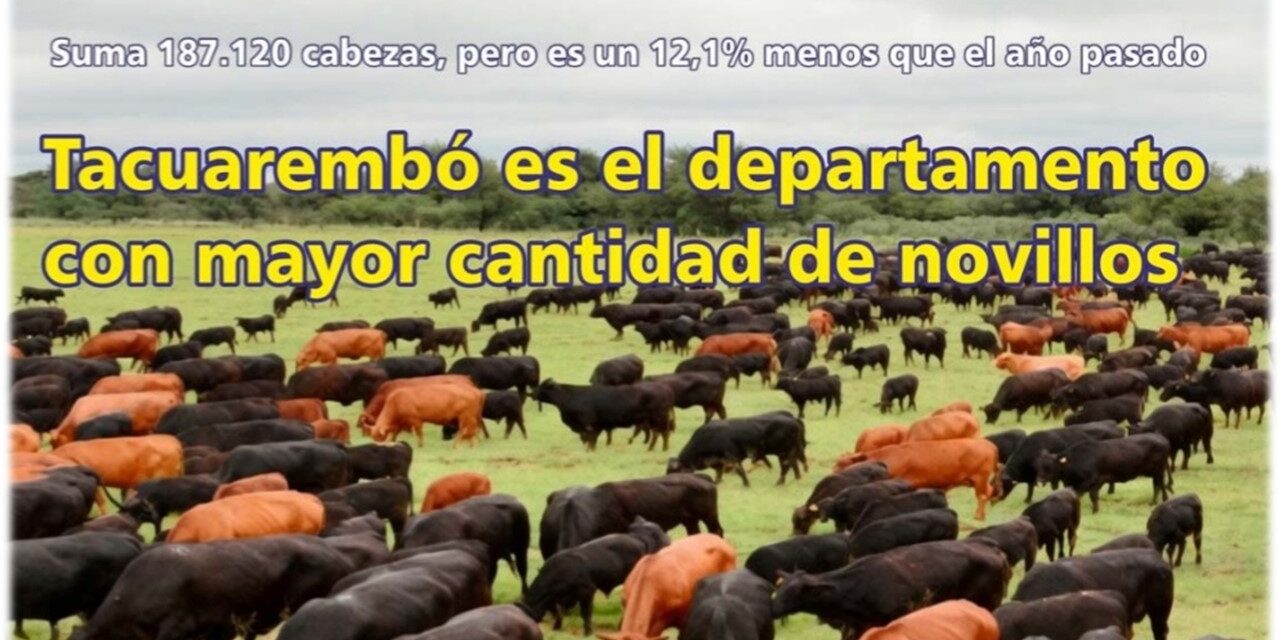 Tacuarembó es el departamento con mayor cantidad de novillos
