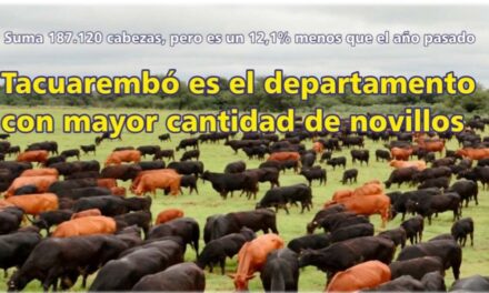 Tacuarembó es el departamento con mayor cantidad de novillos