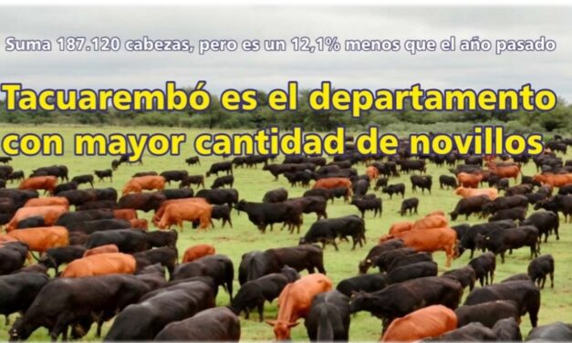 Tacuarembó es el departamento con mayor cantidad de novillos