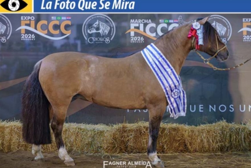 Murió la yegua Criolla YANCA LUMINOSA, que hace menos de un mes fue la Gran Campeona de la Expo FICCC 2026, en Uruguay