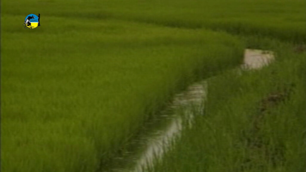 IMAGEN DE PLANTACIÓN DE ARROZ, La superficie sembrada total de arroz en la zafra 2025/26 fue estimada en 165.554 hectáreas.