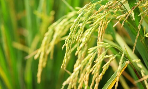 Superficie sembrada de arroz zafra 2025/26 fue estimada en 165.554 hectáreas
