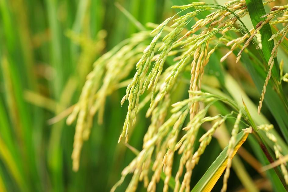 Superficie sembrada de arroz zafra 2025/26 fue estimada en 165.554 hectáreas