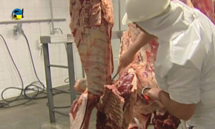 Faena bovina fue de 38.206 cabezas