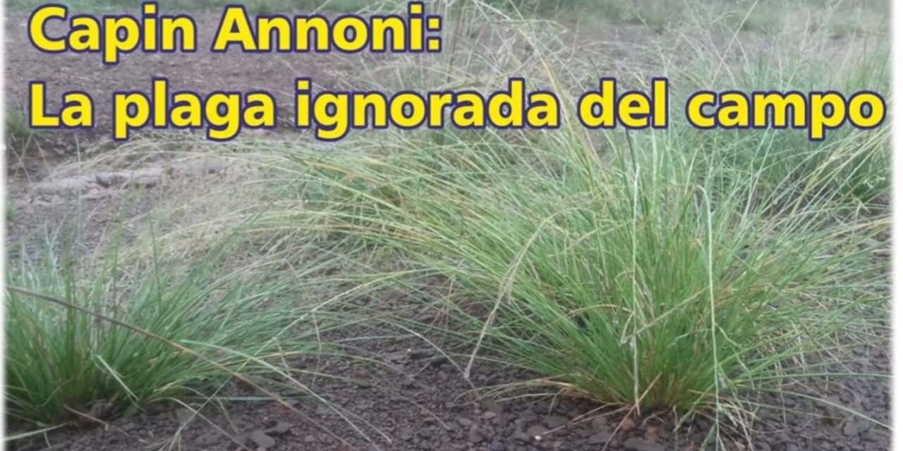 Palenque Rural: Capin Annoni, la plaga ignorada del campo