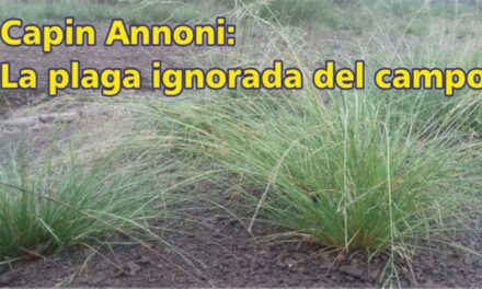 Palenque Rural: Capin Annoni, la plaga ignorada del campo