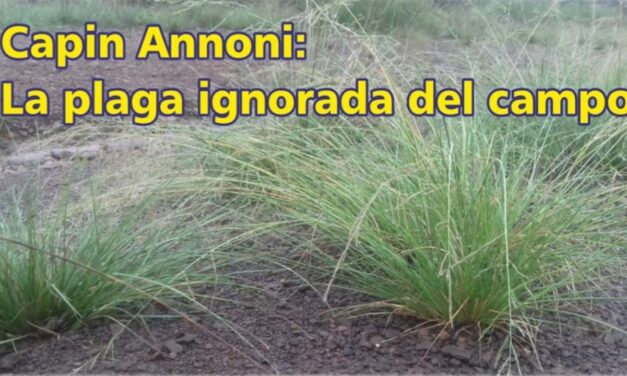 Palenque Rural: Capin Annoni, la plaga ignorada del campo