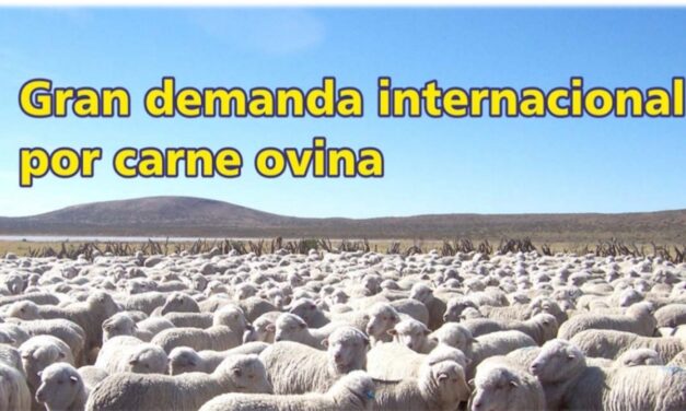 Palenque Rural: gran demanda internacional por carne ovina