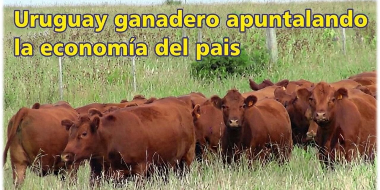 Palenque Rural: Uruguay ganadero apuntalando la economía del país