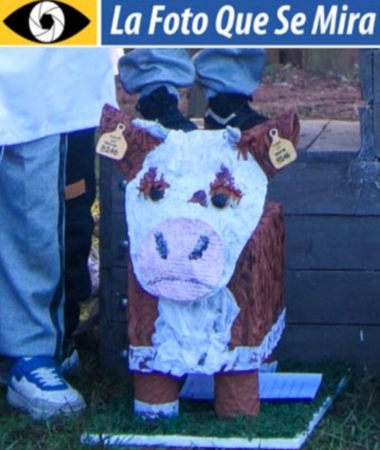 imagen de Una vaca hecha torta, ingenio de alumnos de escolares de Rivera, en el Día de la Educación Rural.