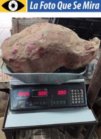 imagen de un Boniato de 8,800 kg, cosechado en «La Colmena», en cuchilla de Piedra. Exhibición en frutería Rancho Grande.