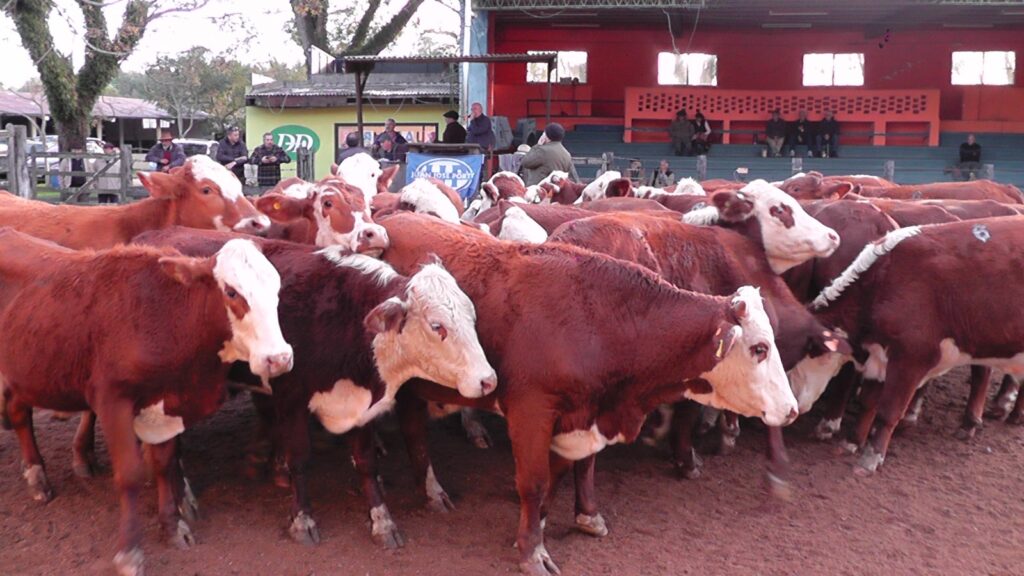 imagen de ganado en la pista de ventas, Porto vendió muy buenos ganados en el local Tacuarembó.