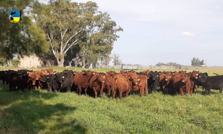 Mercado internacional de carnes sigue firme