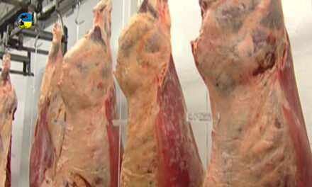 Faena bovina fue de 39.748 cabezas