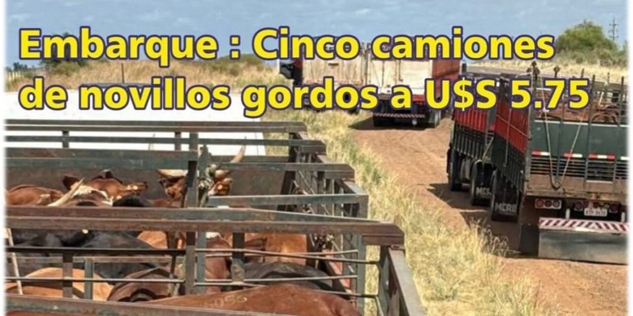 Palenque Rural: embarque de cinco camiones de novillos
