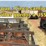 Palenque Rural: embarque de cinco camiones de novillos