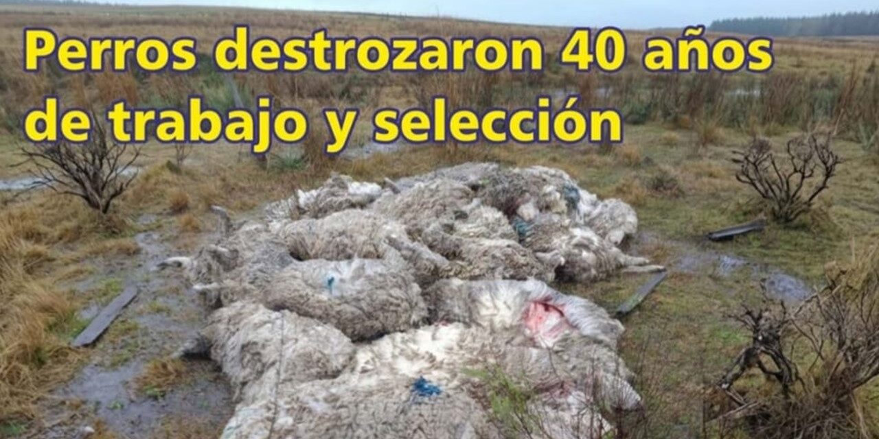 Palenque Rural: perros destrozaron 40 años de trabajo y selección