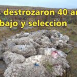 Palenque Rural: perros destrozaron 40 años de trabajo y selección