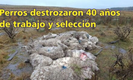 Palenque Rural: perros destrozaron 40 años de trabajo y selección