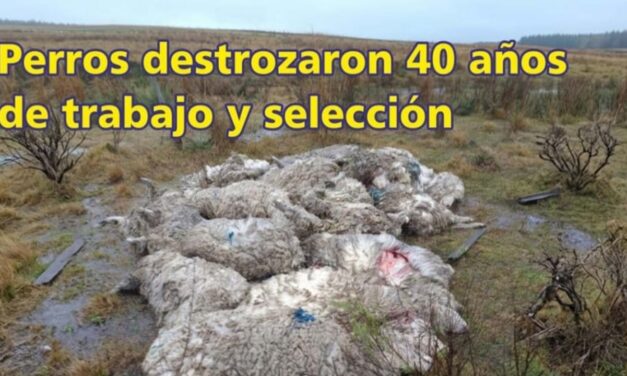 Palenque Rural: perros destrozaron 40 años de trabajo y selección