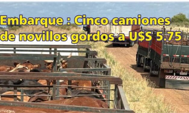 Palenque Rural: embarque de cinco camiones de novillos