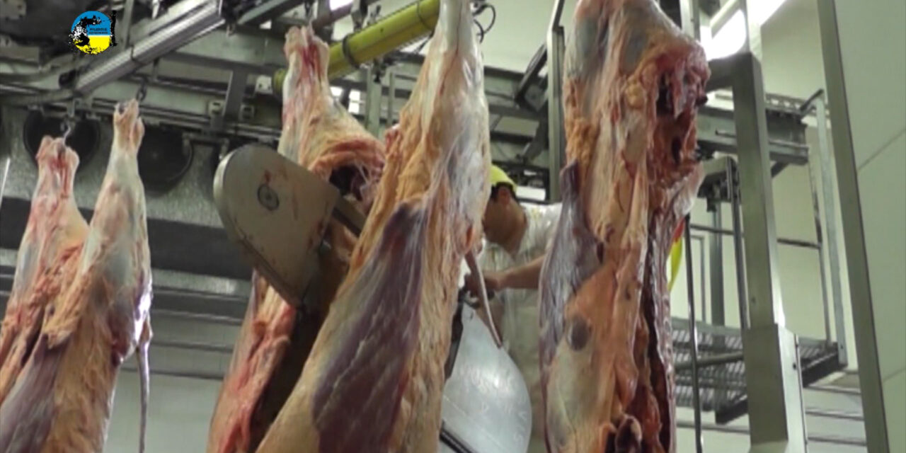 Faena bovina fue de 46.711 cabezas