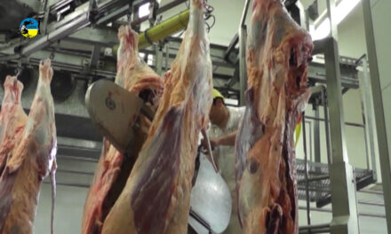Faena bovina fue de 46.711 cabezas