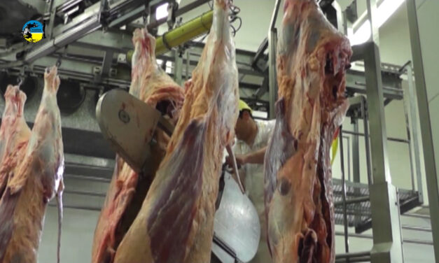 Faena bovina fue de 46.711 cabezas
