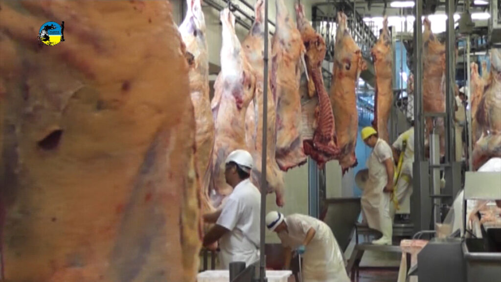 imagen de faena semanal bovina fue de 44.792 cabezas