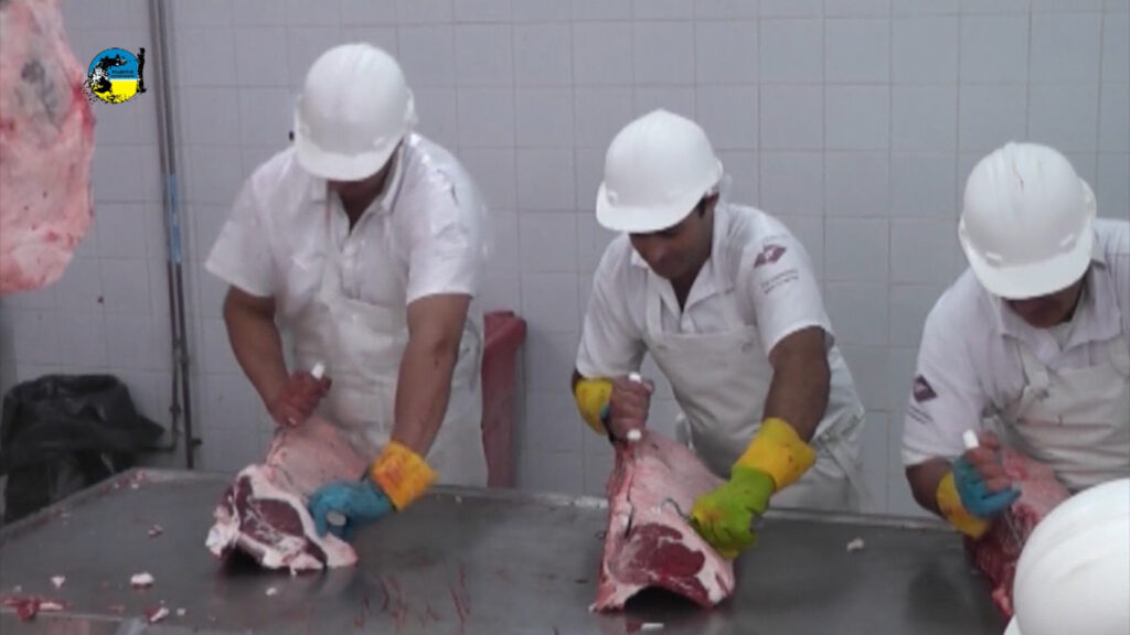 imagen de faena semanal bovina fue de 42.957 cabezas