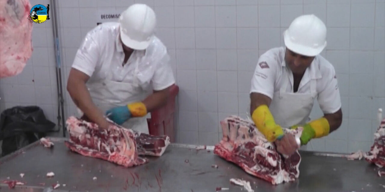 Faena bovina fue de 42.957 cabezas